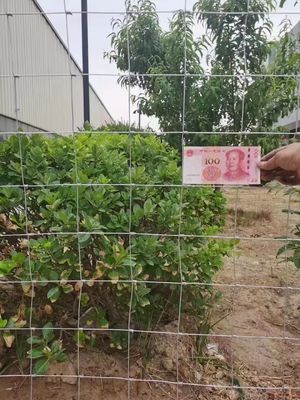China Supplier Animal Hinge Joint Grassland Field Fence Netting Machine Factory